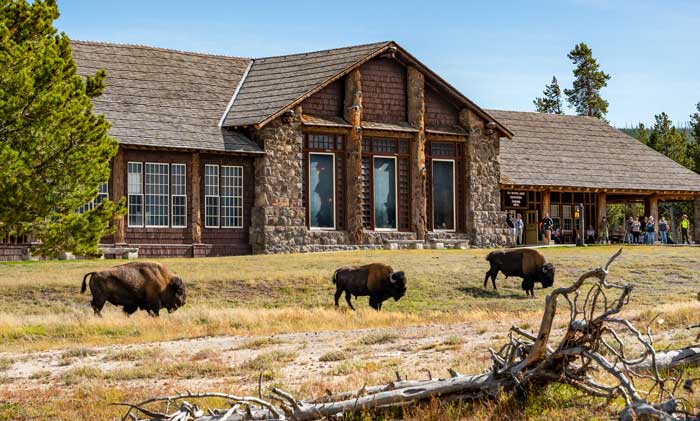 Buffalo standing in front of Old faithful lodge
