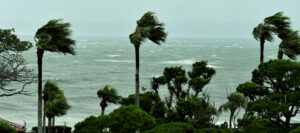 Palm trees standing in the wind driven rain